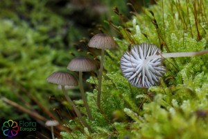 Mycena speirea (10)